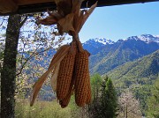 37 Bella pannocchia di granturco con vista in Baciamorti